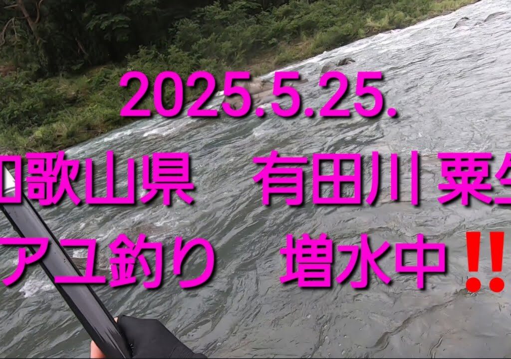 和歌山県 有田川 粟生地区の鮎釣り（増水中）2025.5.25.