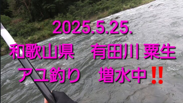 和歌山県 有田川 粟生地区の鮎釣り（増水中）2025.5.25.