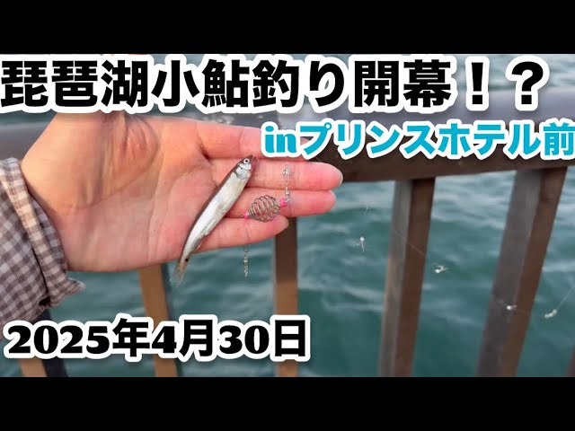 【小鮎釣り】2025年プリンスホテル前小鮎釣り開幕！？