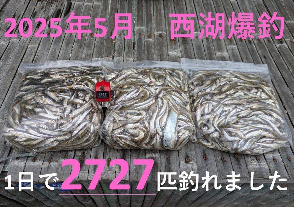 2025年５月11日　西湖ワカサギ釣り　1日で2727匹釣れました。