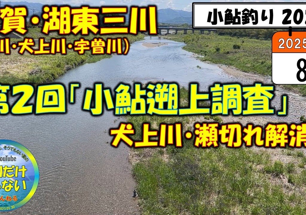 【小鮎釣り2025】第2回「小鮎遡上調査」、滋賀・湖東三川（芹川・犬上川・宇曽川）