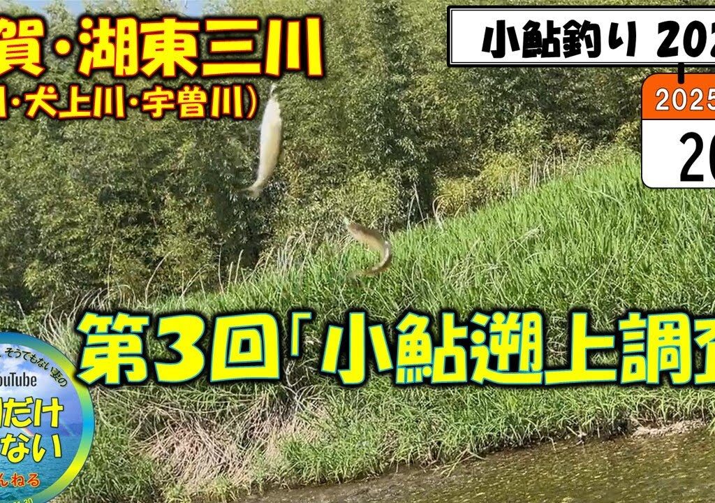 【小鮎釣り2025】第3回「小鮎遡上調査」、滋賀・湖東三川（芹川・犬上川・宇曽川）