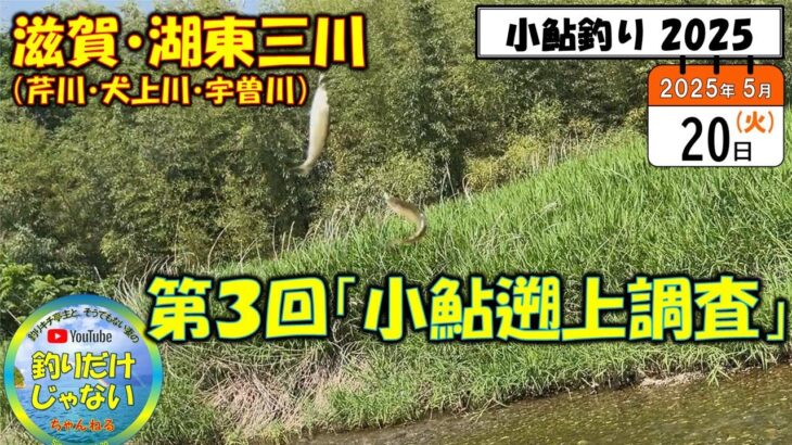 【小鮎釣り2025】第3回「小鮎遡上調査」、滋賀・湖東三川（芹川・犬上川・宇曽川）
