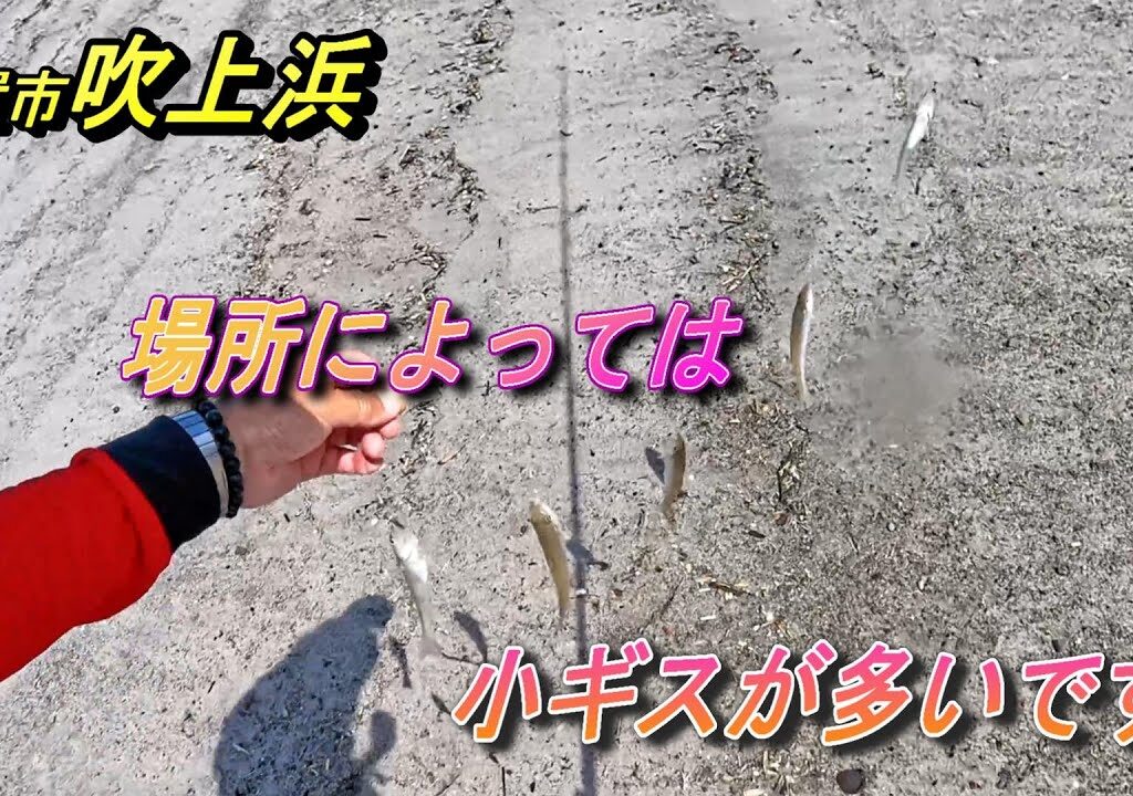 吹上浜での【キス釣り】2025年4月27日　キス網が入れば小ギスだらけ。
