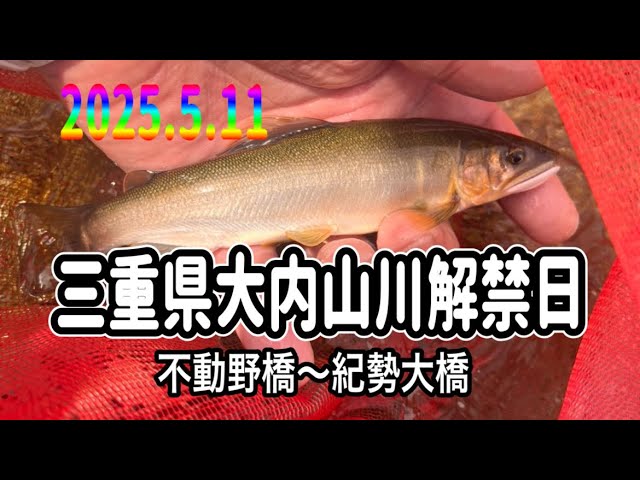 20255.11待ち侘びた鮎釣りシーズン開幕㊗️