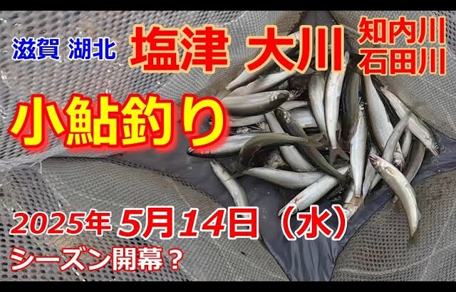【2025/5/14】滋賀湖北の塩津大川に小鮎釣り行ってきた。【知内川と石田川も様子見てきた】