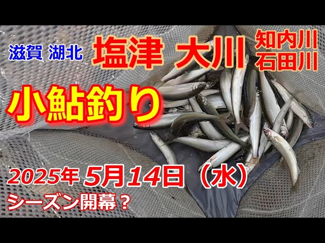 【2025/5/14】滋賀湖北の塩津大川に小鮎釣り行ってきた。【知内川と石田川も様子見てきた】
