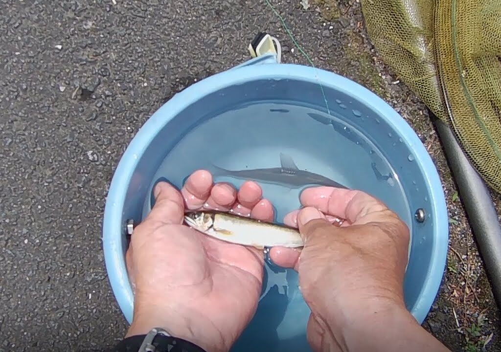 令和の釣り道楽　鮎釣り　2025年5月28日　放流した鮎　成長していません