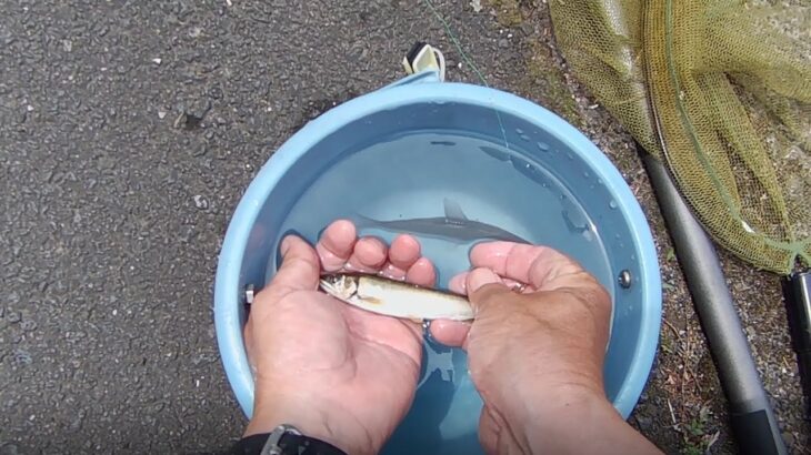 令和の釣り道楽　鮎釣り　2025年5月28日　放流した鮎　成長していません