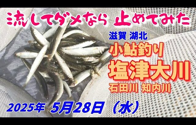 【2025/5/28】また塩津大川に小鮎釣り行ってきた。【知内川と石田川の様子も偵察】