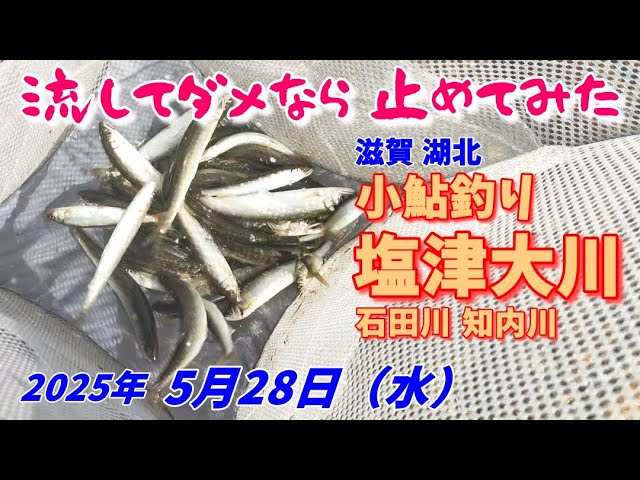 【2025/5/28】また塩津大川に小鮎釣り行ってきた。【知内川と石田川の様子も偵察】