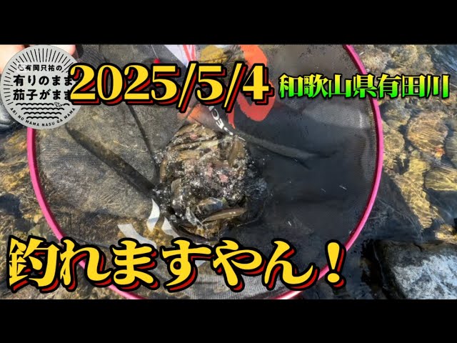 【鮎釣り】2025/5/4 有田川解禁！
