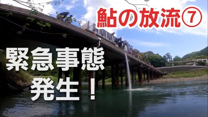鮎の放流⑦　緊急事態が発生！　その時、組合長がとった判断は・・・2025年5月7日