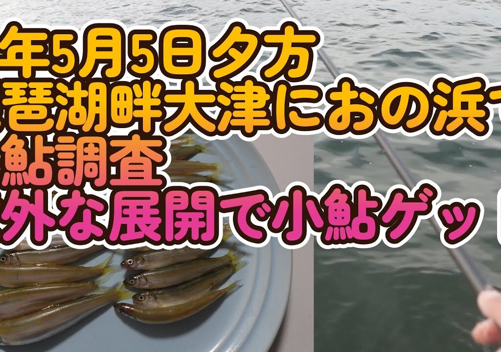 250505 湖畔で小鮎釣り調査 【小鮎釣り】25年5月5日 琵琶湖畔大津におの浜で小鮎調査　＋　意外な展開で小鮎ゲット。