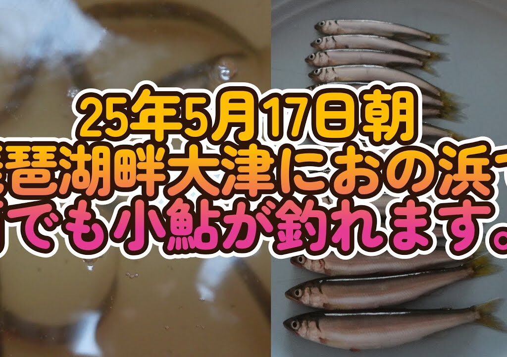 【小鮎釣り】25年5月17日 朝　琵琶湖畔大津におの浜で雨でも小鮎釣が釣れます。今が小鮎釣り最盛期です。