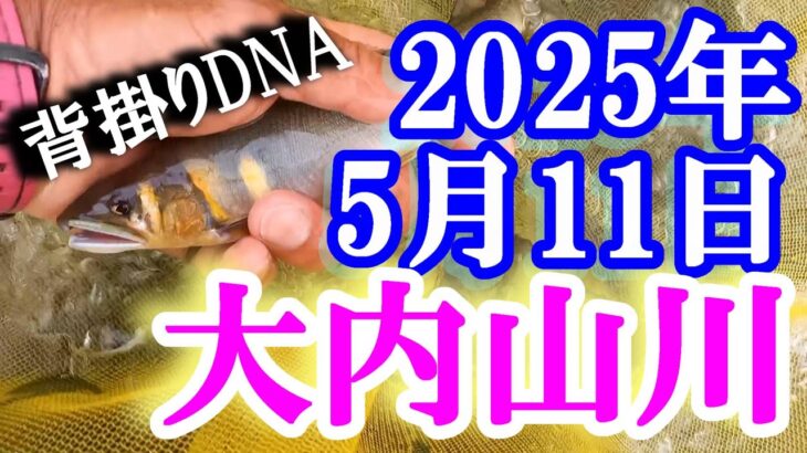 鮎釣り 30cm高引水垢良好 石ぶり 田垣外 大内山川 2025年