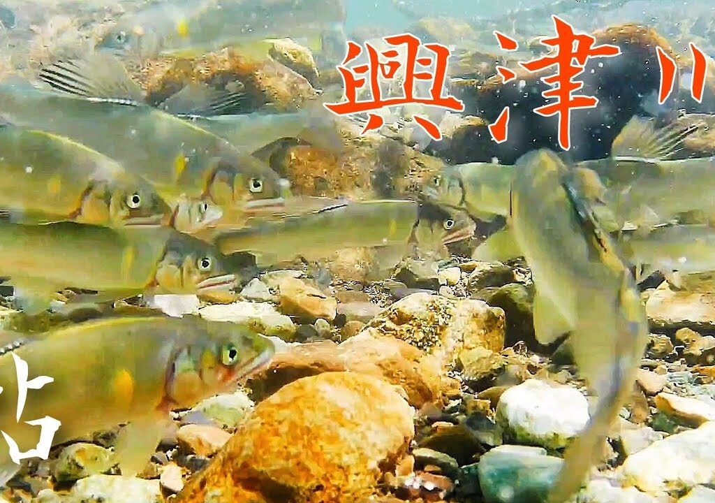 大迫力の鮎　興津川　5月の西里付近
