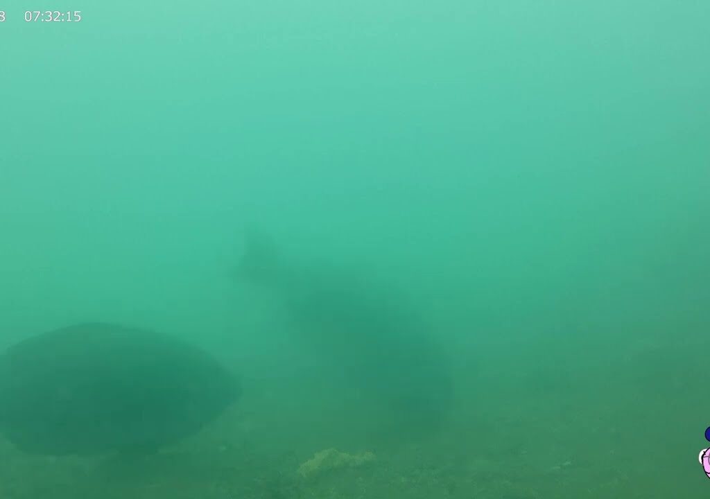 【浜名湖　釣り】5月18日グレ到来！水中！新居海釣り公園