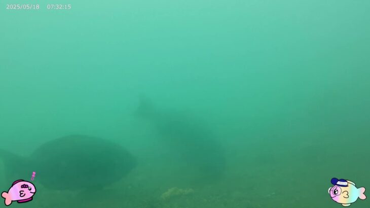 【浜名湖　釣り】5月18日グレ到来！水中！新居海釣り公園
