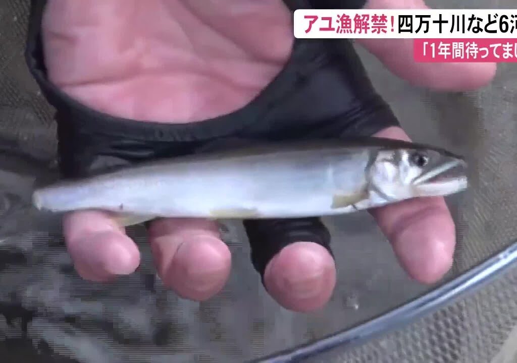 四万十川など6河川でアユ漁解禁！カワウ被害対策で前倒しも【高知】 (25/05/15 11:30)