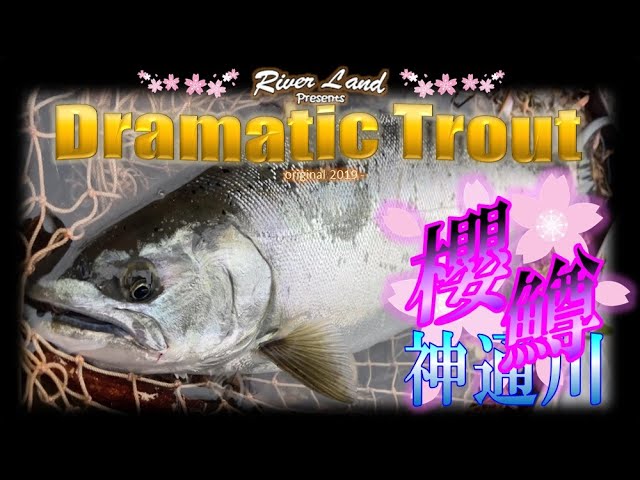 神通川サクラマスをピンスポットから誘い出す ～ドラマティックトラウト trout fishing japan