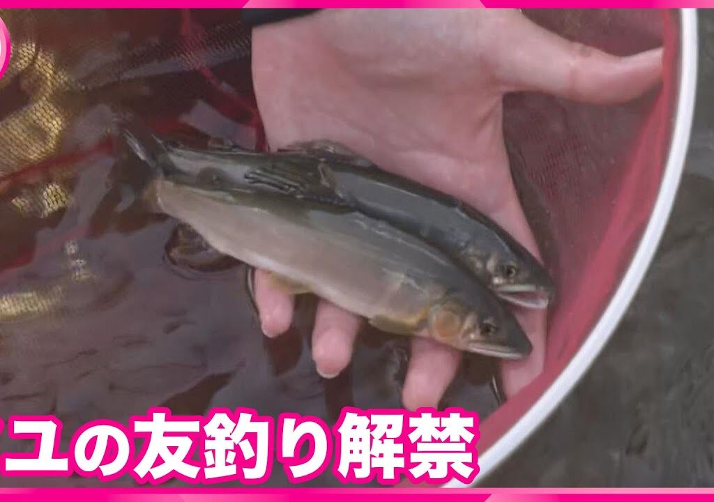 【アユの友釣り解禁】　早朝から釣り人の姿　三重・大紀町の大内山川