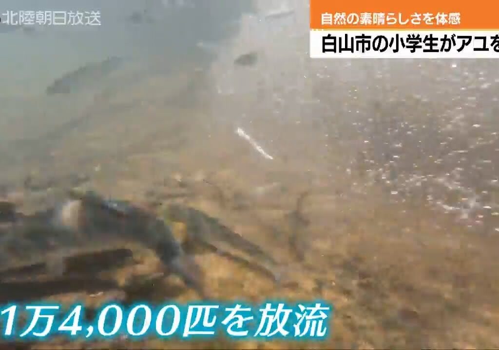 白山市の大日川で小学生がアユを放流