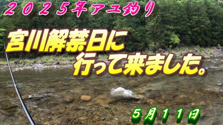 【宮川鮎釣り】解禁日釣行！前夜入りして頑張りました！＃鮎釣り＃２０２５年＃宮川＃解禁日釣行