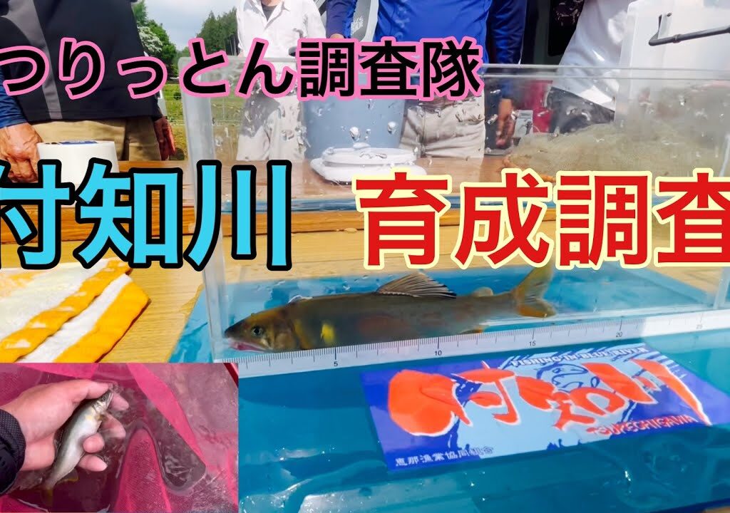 ［鮎釣り］育成調査と言う試し釣り。