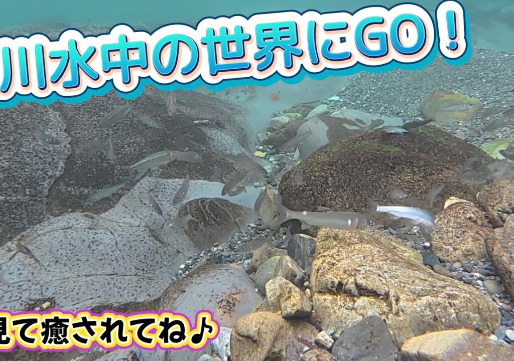 秋川水中の鮎見て癒されてね♪
