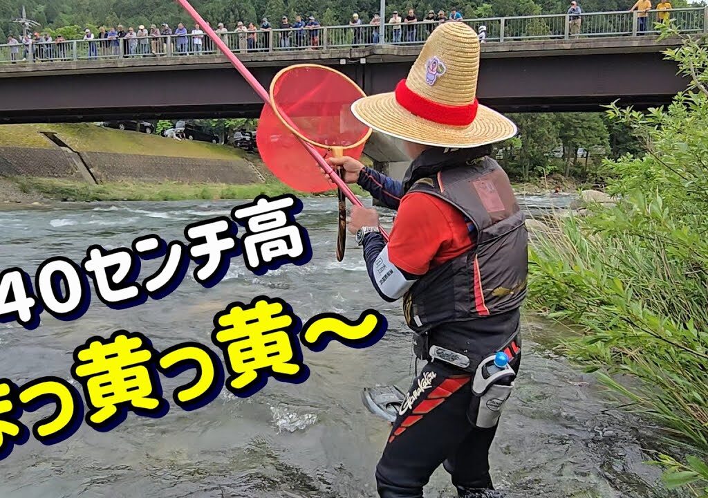 【４０センチ高、水温１８度　アユは真っ黄っ黄】成育調査　付知川「恵那漁協」