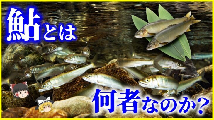 【ゆっくり解説】事実上の日本の国魚!?「鮎」とは何者なのか？を解説/鮎を世界に紹介したシーボルト、他の淡水魚との比較で見える“特異性”