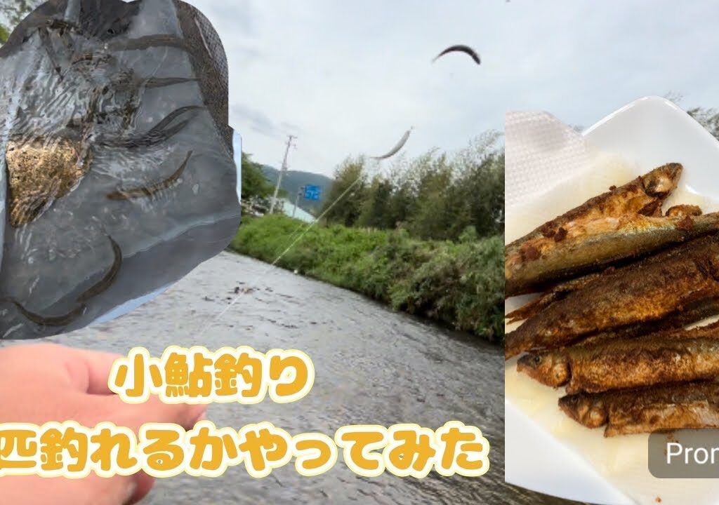 小鮎釣り！小鮎釣って美味しく食べた！#琵琶湖 #鮎釣り #釣り