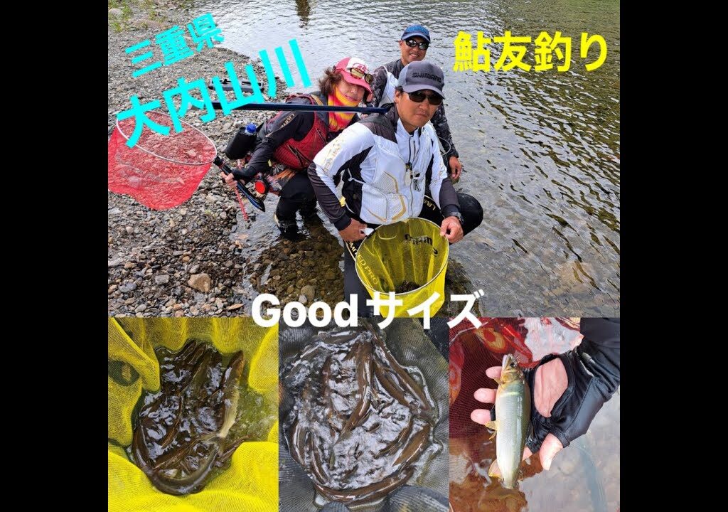三重県大内山川 　鮎友釣り【２０２５】