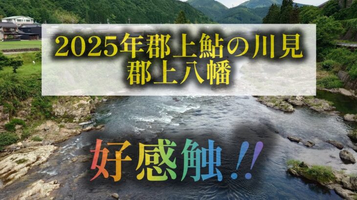 ２０２５年郡上鮎の川見　郡上八幡　好感触‼️
