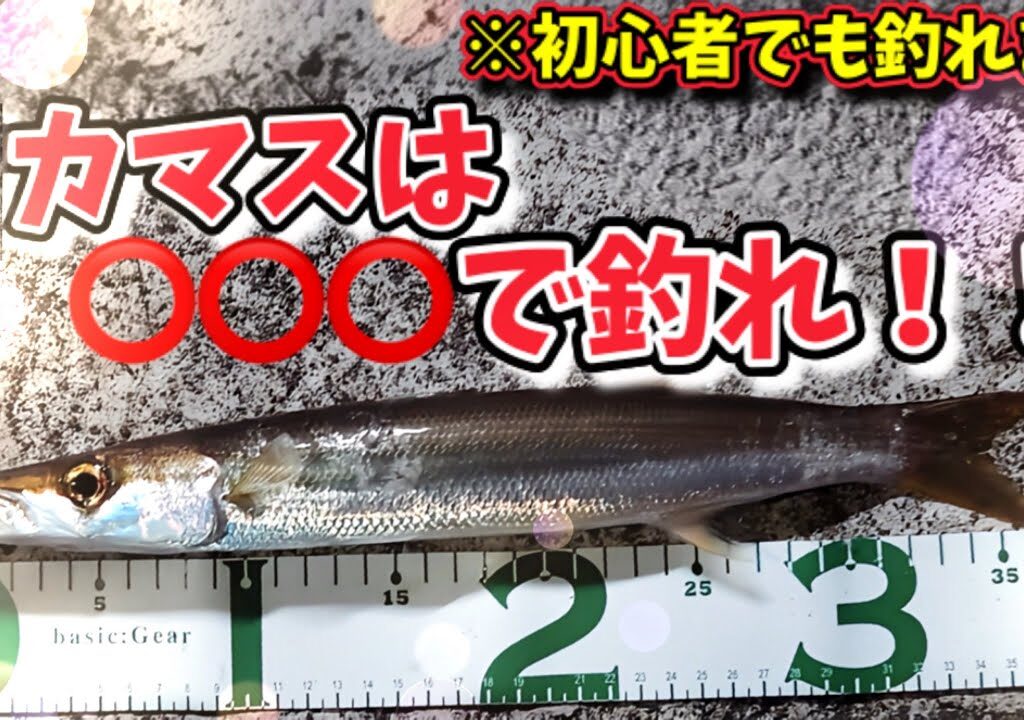 釣り初心者必見‼️漁港で簡単なカマスの釣り方を教えます✨
