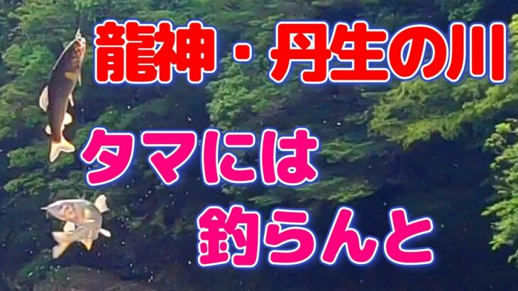 【鮎釣り】状況悪し。でも何とかせねば後が無い!!