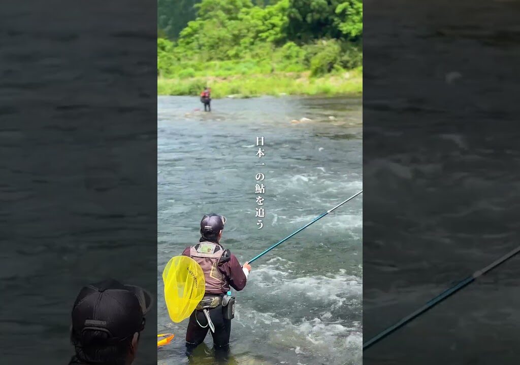 鮎釣りシーズン間近！🎣 岐阜県郡上市の和良川！ #岐阜 #鮎 #釣り