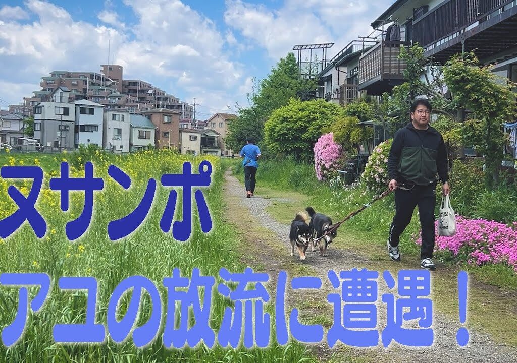 日課のイヌサンポでアユの放流に遭遇！黒目川沿いは季節の花々が満開！