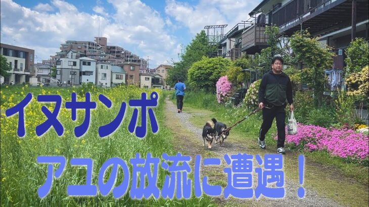 日課のイヌサンポでアユの放流に遭遇！黒目川沿いは季節の花々が満開！