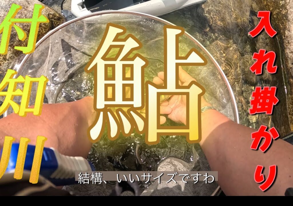 【鮎】付知川、鮎解禁、1週間後の釣果✨今年は期待できそうだ。