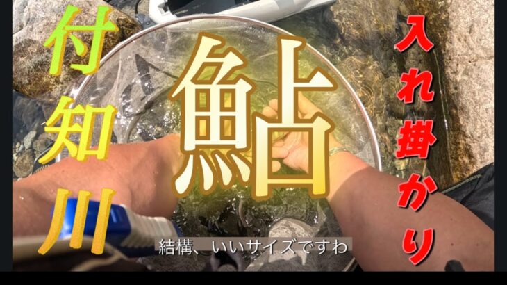【鮎】付知川、鮎解禁、1週間後の釣果✨今年は期待できそうだ。