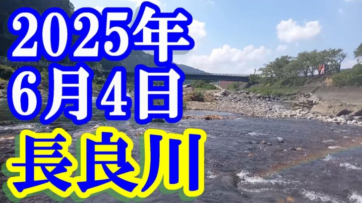 鮎釣り 10㎝高引水垢ぐされ 赤瀬橋上 白鳥大橋下  釜淵橋下 五町の瀬 長良川郡上  2025年