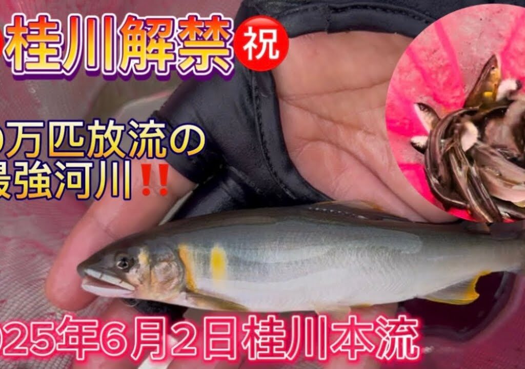 【桂川】鮎100万匹放流最強河川‼️2025年6月2日桂川本流で解禁#鮎解禁#鮎釣り#鮎の友釣り#鮎友釣り#アユ#アユ釣り