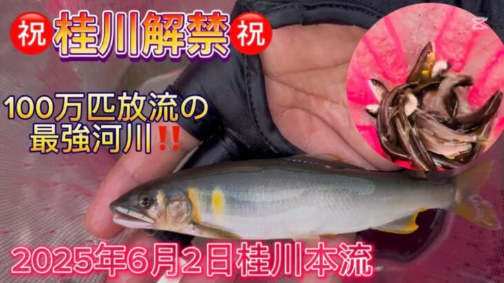 【桂川】鮎100万匹放流最強河川‼️2025年6月2日桂川本流で解禁#鮎解禁#鮎釣り#鮎の友釣り#鮎友釣り#アユ#アユ釣り