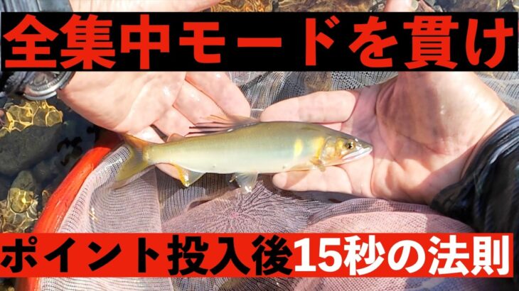 【鮎釣り】ポイント投入直後15秒の重要性！　宮崎の鮎釣り＃27　＃入れ掛かり　＃カウンターチラシ