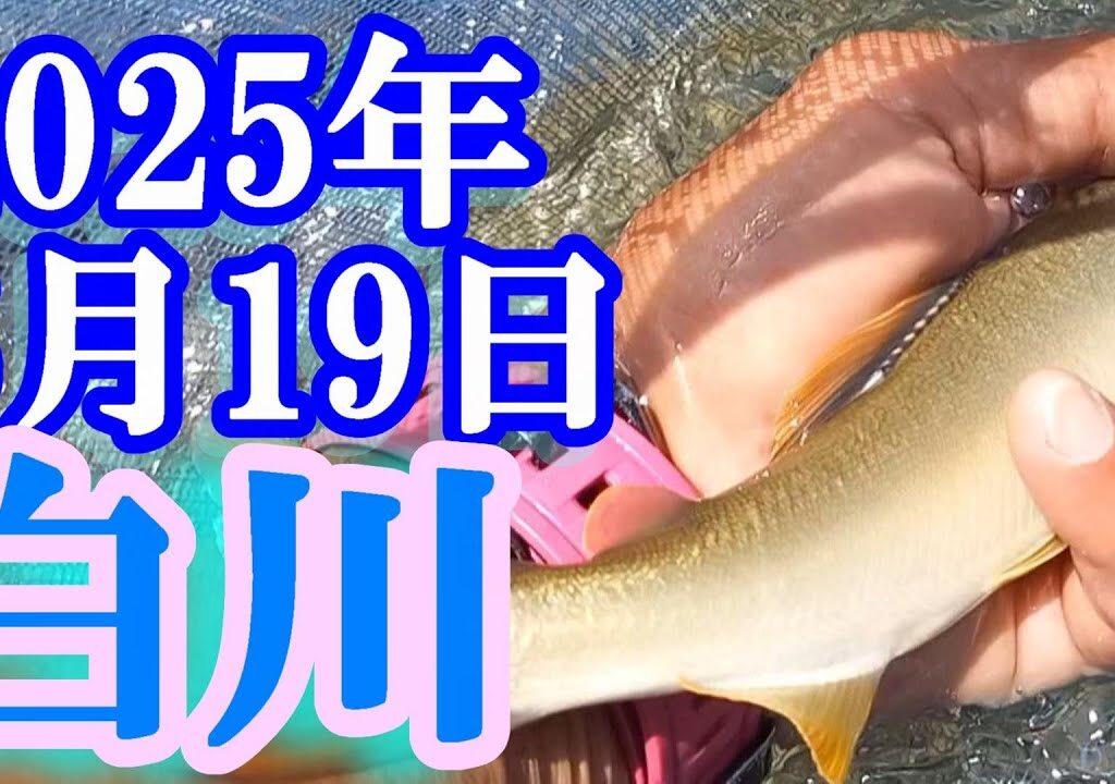 鮎釣り 15cm高引水新垢＆残り垢 黒川出会い下（セブン工業前） 白川  2025年