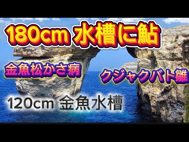 180cm 川魚水槽🙏鮎3匹買いました。タナゴ👀金魚松かさ病💦クジャクバト鳩の雛🐥生後12日目🐥