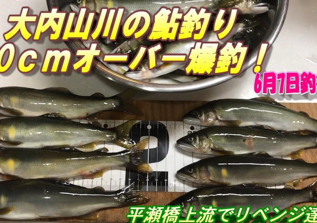 【大内山川鮎釣り】20ｃｍオーバー爆釣！先週のリベンジ達成！＃鮎釣り＃大内山川＃爆釣！ 0