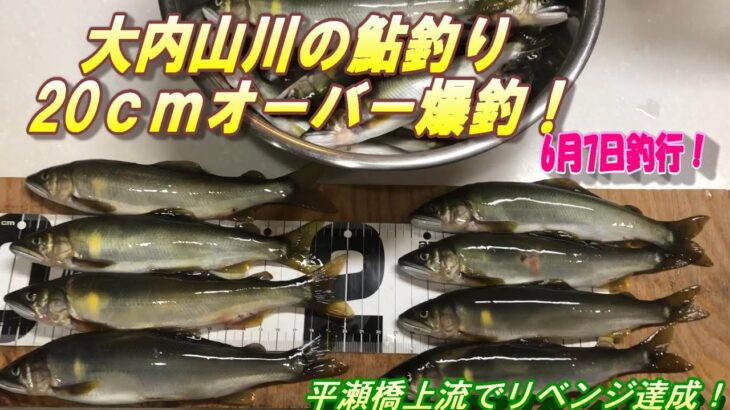 【大内山川鮎釣り】20ｃｍオーバー爆釣！先週のリベンジ達成！＃鮎釣り＃大内山川＃爆釣！ 0